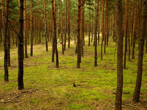 Las sosnowy — naturalne otoczenie placu zabaw