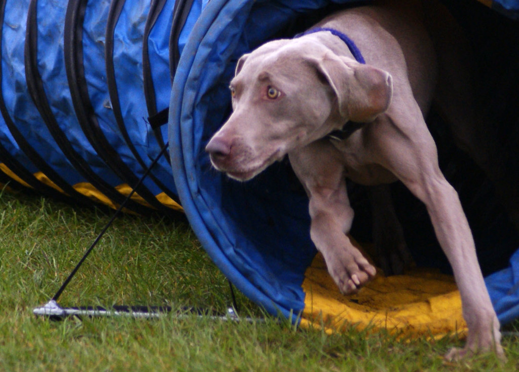Pies wychodzący z tunelu agility